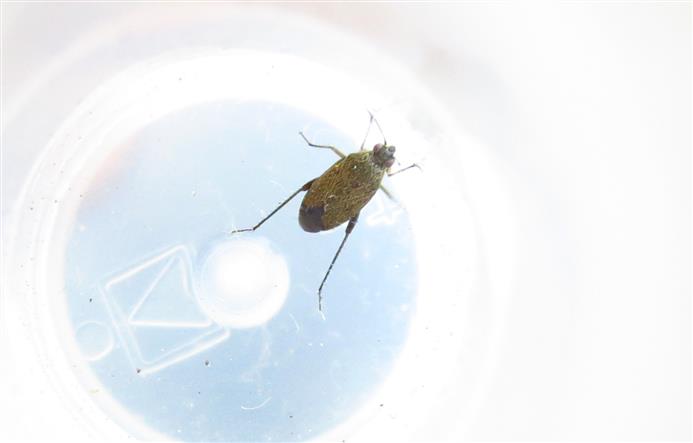 Miridae: Lepidargyrus ancorifer